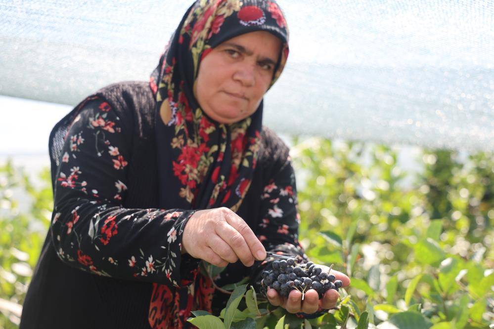 Konya’nın Kuzey Amerikalı şifa deposu meyvesi aronyada hasat zamanı 8